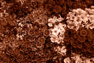 Colorful fresh flowers close-up. Trendy color of year 2024 - Peach Fuzz.