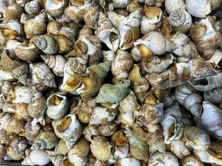 close-up seashells in the market