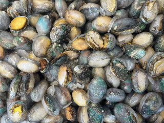 close-up seashells in the market