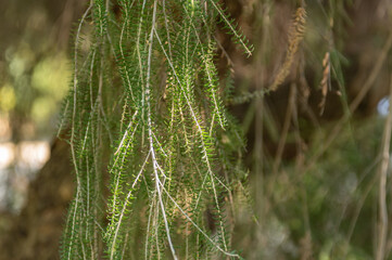 Melaleuca Diosmifolia Native From New South Wales - Queensland