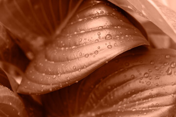 Natural leaves with dew drops after summer rain. Natural background. Top view. Trendy color of year 2024 - Peach Fuzz.