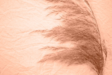 A branch of the Pampas grass on canvas. Flat lay, place for text. Trendy color of year 2024 - Peach...