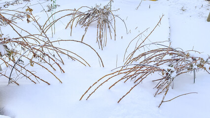 Raspberry bush in winter in snow, Branches of bushes bent to ground in winter