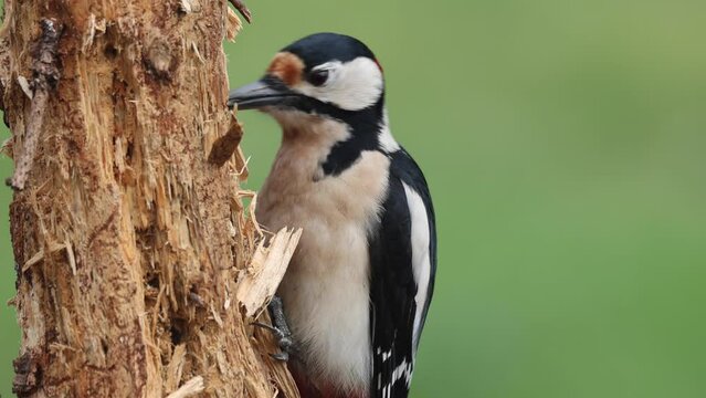 Buntspecht&nbsp;(Dendrocopos major)  
