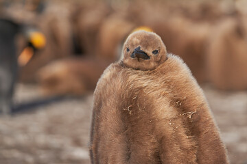 Young King Penguin (Aptenodytes patagonicus) covered in brown fluffy down at Volunteer Point in the...