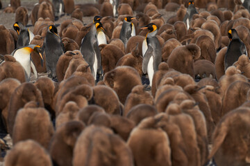 Obraz premium Adult King Penguin (Aptenodytes patagonicus) standing amongst a large group of nearly fully grown chicks at Volunteer Point in the Falkland Islands.