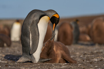 Adult King Penguin (Aptenodytes patagonicus) interacting with its nearly fully grown and chick at...