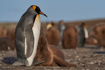 Adult King Penguin (Aptenodytes patagonicus) interacting with its nearly fully grown and chick at Volunteer Point in the Falkland Islands.