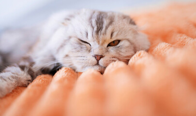 Cute british cat at home on a peach fuzzy color blanket
 - obrazy, fototapety, plakaty