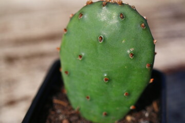 kaktus opuncja opuntia humifusa kwiat cytrynowy