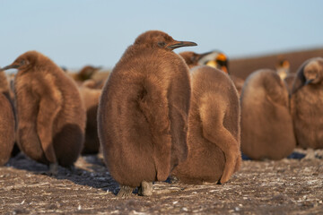Young King Penguin (Aptenodytes patagonicus) covered in brown fluffy down at Volunteer Point in the...