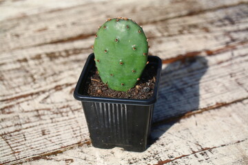 kaktus opuncja opuntia humifusa kwiat cytrynowy