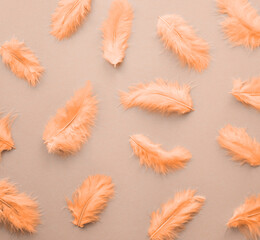 Peach fuzz color feathers on grey background.