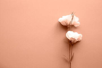 Delicate white flower on a beige background. Top view, place for text. Trendy color of year 2024 -...