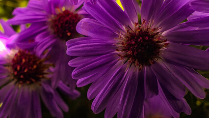 purple aster flower