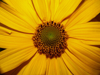 close up of sunflower