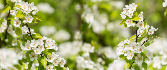 Branch of blooming pear tree. White flowers on a pear tree