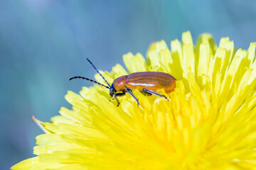 Macro shot of adult lily beetle (Lilioceris lilii) sitting on a yellow flower leaf blade in garden. Legs, eyes, antennae and head are black
