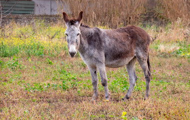 Naklejka na ściany i meble donkey portrait. donkeys in their natural habitat.donkey on the mountain.