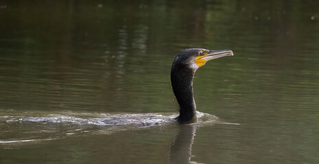 Phalacrocoracidae is a family of approximately 40 species of aquatic birds commonly known as cormorants and shags.