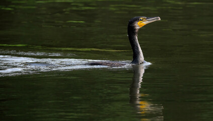 Phalacrocoracidae is a family of approximately 40 species of aquatic birds commonly known as cormorants and shags.