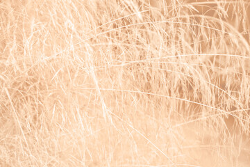 pastel peachy fuzzy grass texture and background. Color of the year 2024 Peach Fuzz. Pampas grass. 