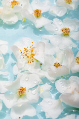 Beautiful images of flowers on water, flowers and water wallpapers, high quality images