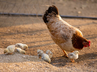 hen and chickens