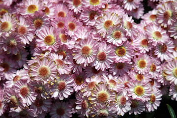 Closeup of a bed of pink Florists' Chrysanthemum blooms, Singapore
