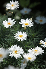Macro image of Marguerite blooms, Singapore
