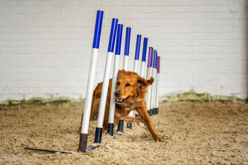 Dogs in action - Golden Retriever agility running the weave