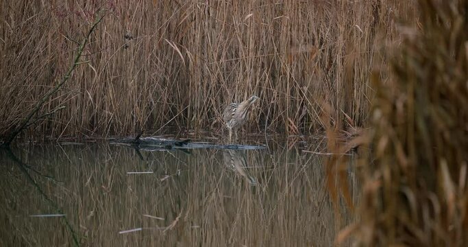eurasian bittern searching for food