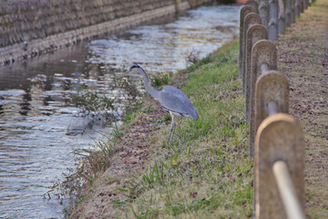 用水路のアオサギ