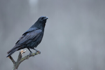 Bird beautiful raven Corvus corax North Poland Europe	