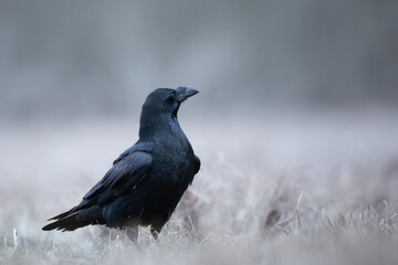 Bird beautiful raven Corvus corax North Poland Europe	