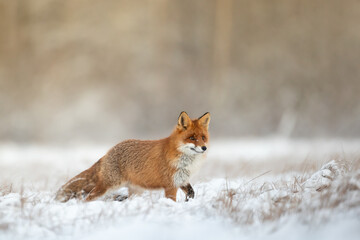 Fox Vulpes vulpes in winter scenery, Poland Europe, animal walking among snowy meadow