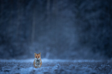 Fox Vulpes vulpes in winter scenery, Poland Europe, animal walking among snowy meadow - obrazy, fototapety, plakaty