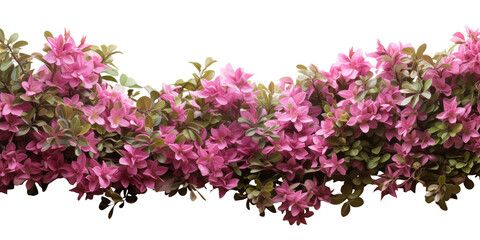 Pink flowers bush shrub green tree isolated tropical plant border with clipping path isolated on transparent background. Generative AI