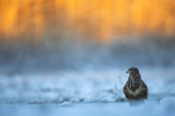 landing Common buzzard Buteo buteo in the fields in winter snow, buzzards in natural habitat, hawk bird on the ground, predatory bird close up winter bird