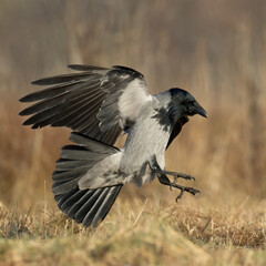 Bird - Hooded crow Corvus cornix in amazing blurred background Poland Europe