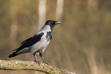 Fototapeta premium Bird - Hooded crow Corvus cornix in amazing blurred background Poland Europe