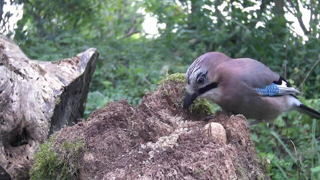 Eichelh&auml;her (Garrulus glandarius) 