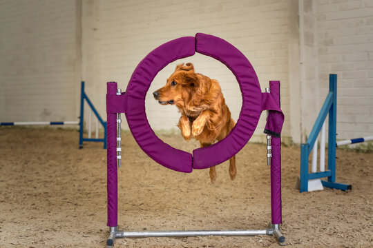 Dogs In Action - Golden Retriever Agility Jumping Through A Purple Hoop Ring