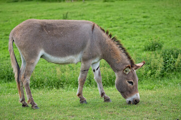 Naklejka na ściany i meble Donkey in the meadow