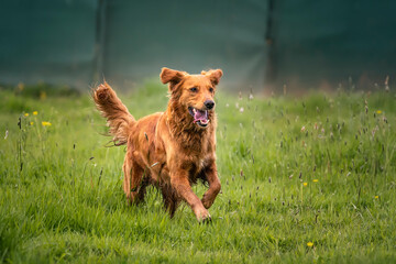 Golden Retriever running in a field is a dog in action with green background