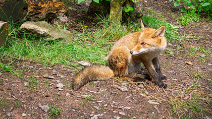 Naklejka na ściany i meble Fox in close-up with view to the viewer. The animal has no fear and looks interested