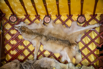 The gray wolf skin is raised on wooden slats in the yurt. Animals mammals artiodactyl zoos.