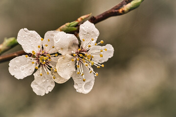 Mirabelle plum blossoms are fantastically beautiful.