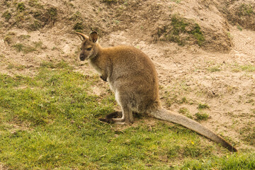 red kangaroo from the zoo. mammal from australia. interesting to watch these animals.