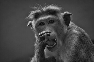 Rhesus monkey in black and white, sitting on a branch and peeing in his teeth. animal photo of a mammal. - obrazy, fototapety, plakaty